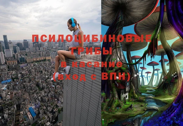 стаф Осинники